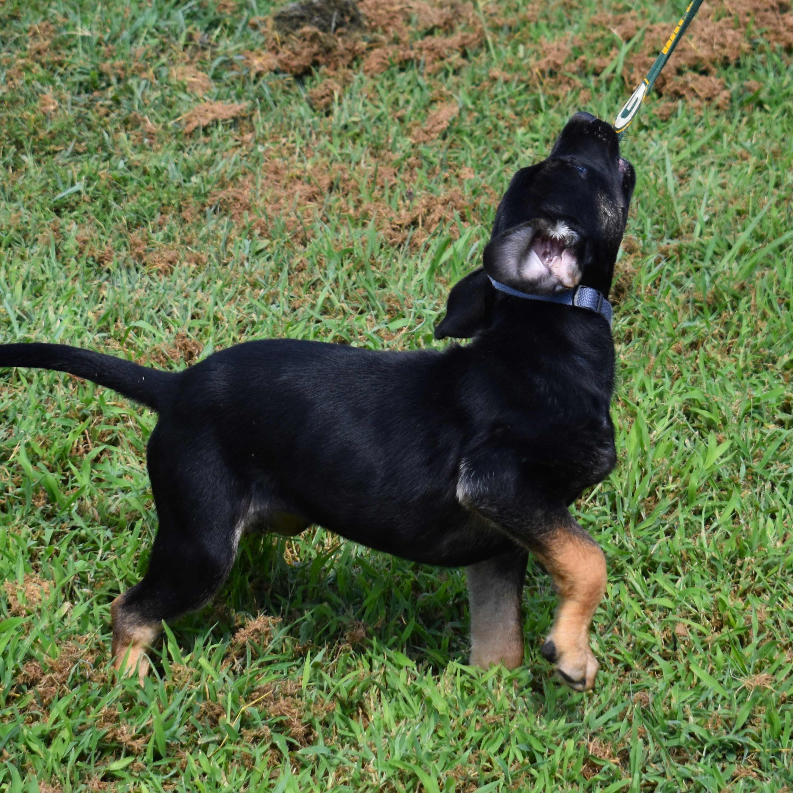 Enlarge Gretchen, a Adopted Mixed Breed in Searcy, AR image 2/6
