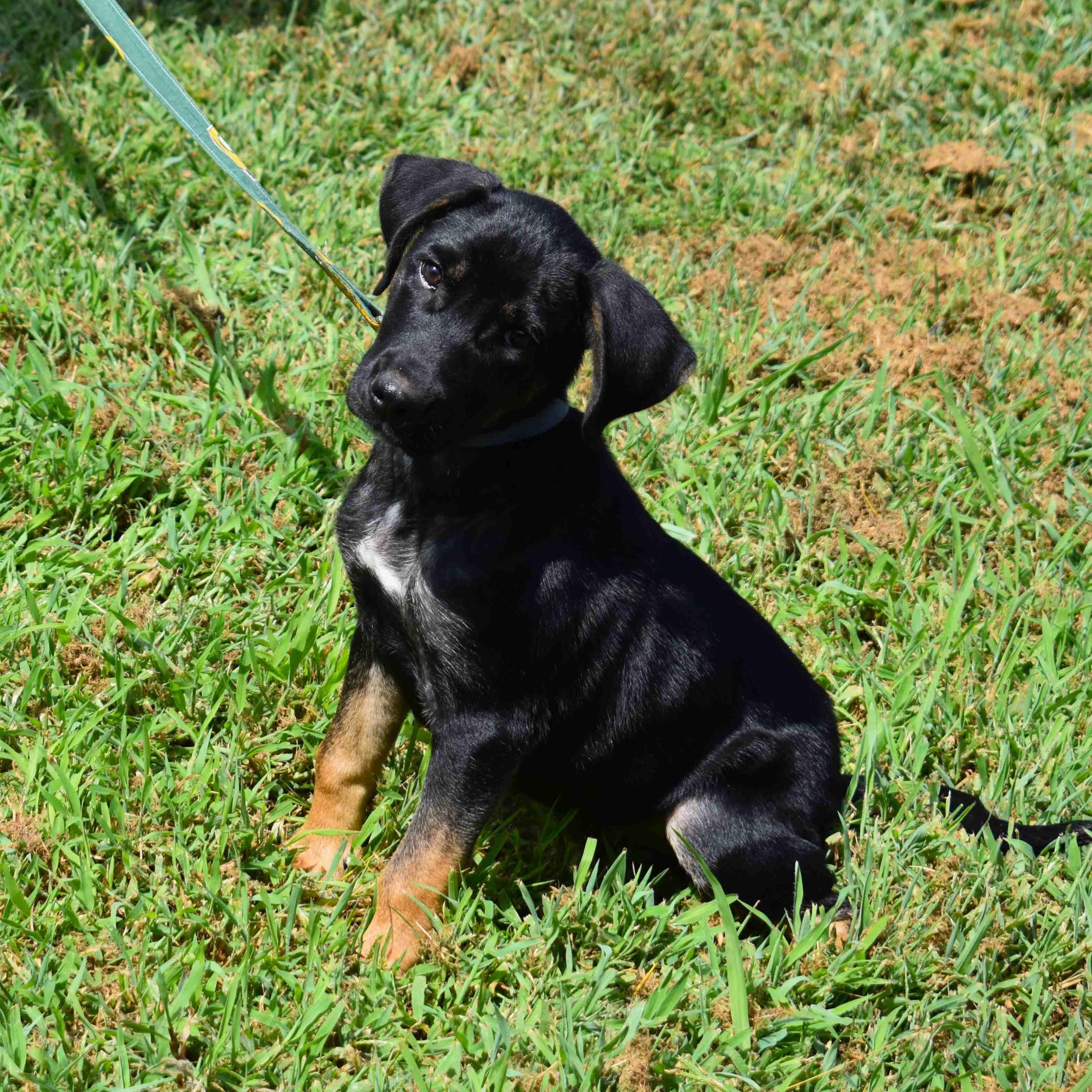 Enlarge Gretchen, a Adopted Mixed Breed in Searcy, AR image 6/6