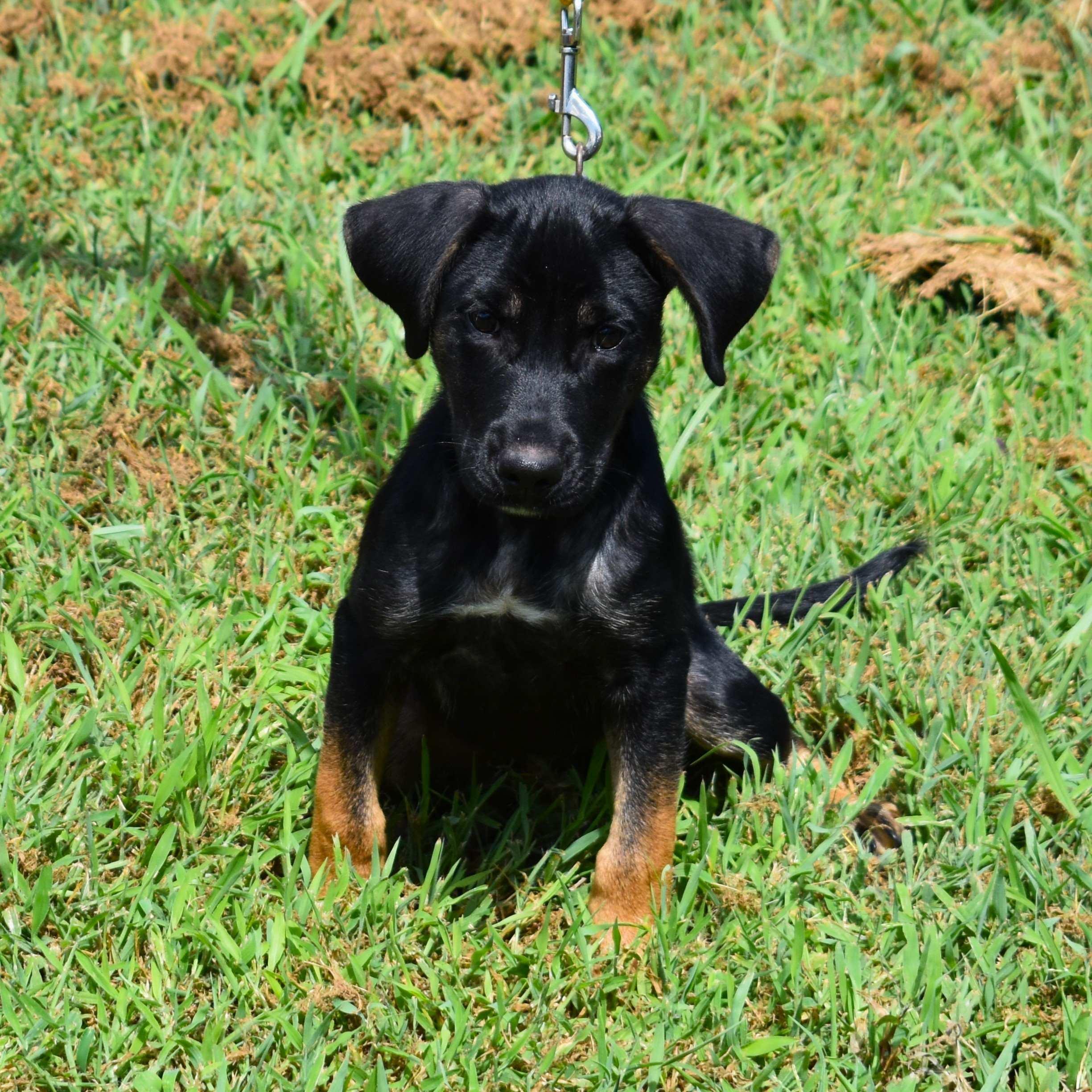 Gretchen, Adopted, Puppy Female Mixed Breed.