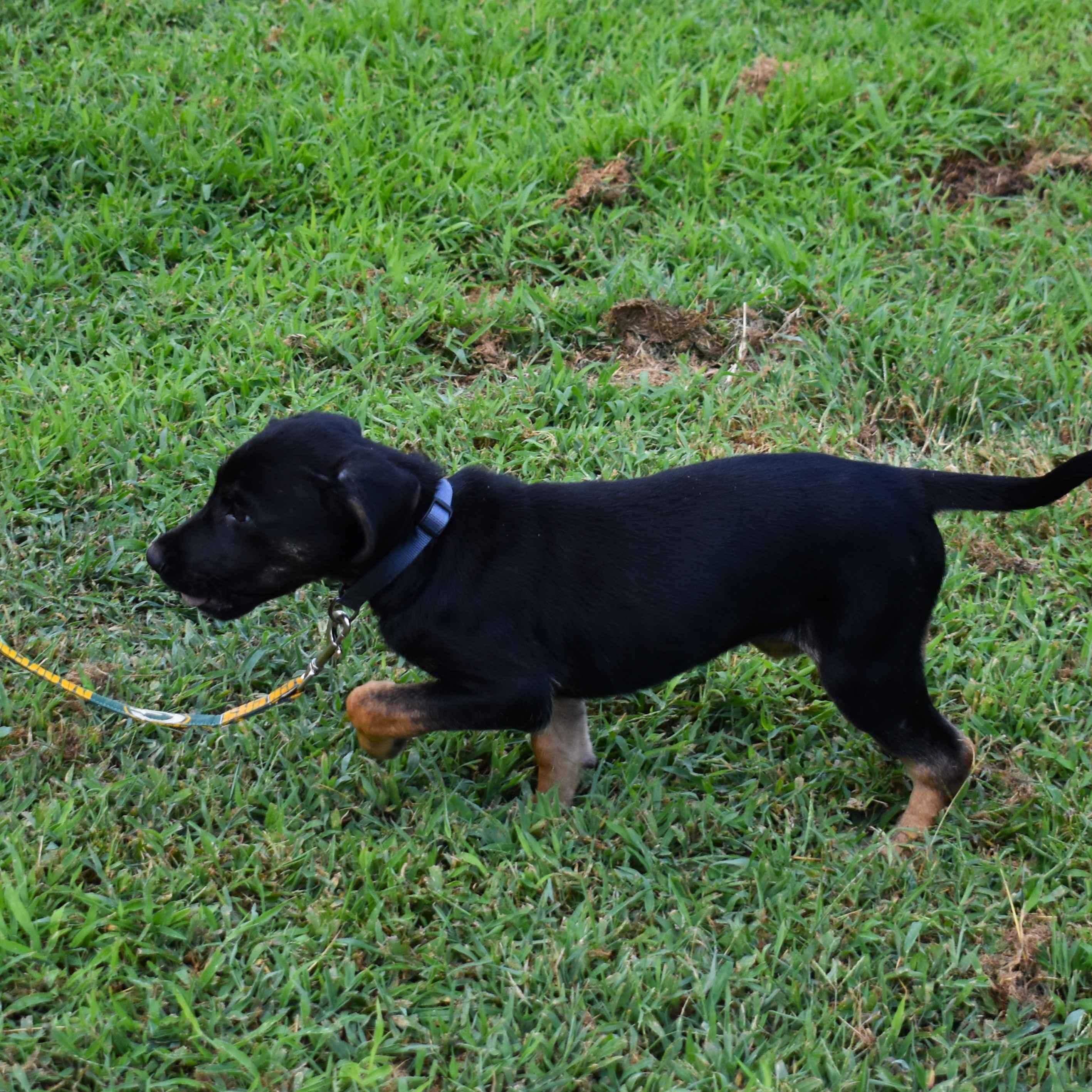 Enlarge Gretchen, a Adopted Mixed Breed in Searcy, AR image 3/6