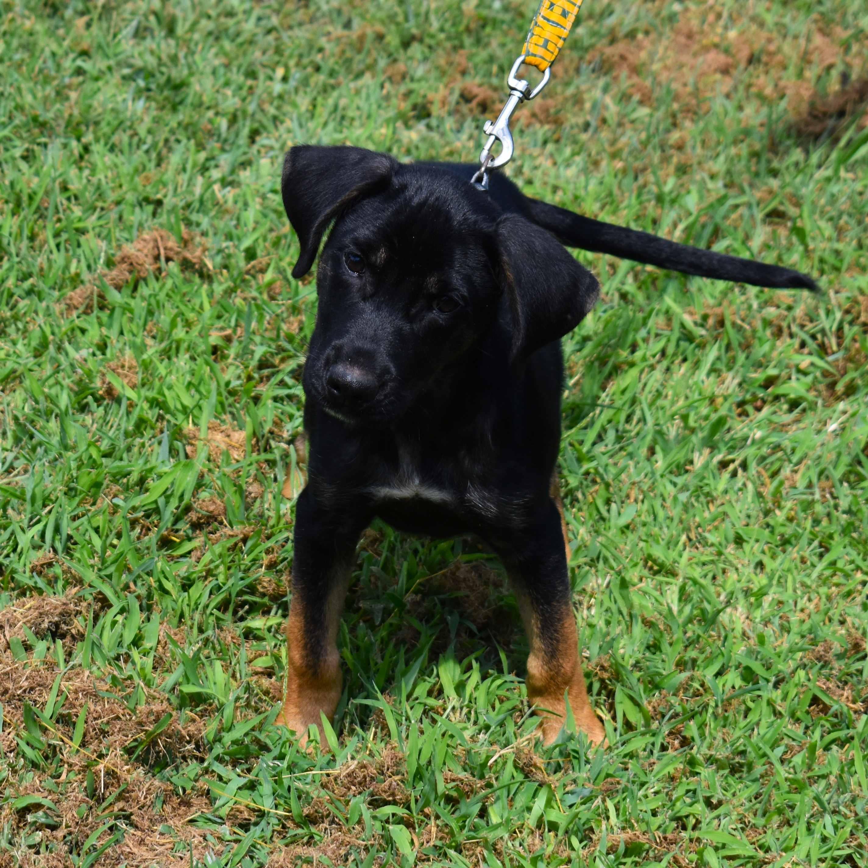 Enlarge Gretchen, a Adopted Mixed Breed in Searcy, AR image 5/6