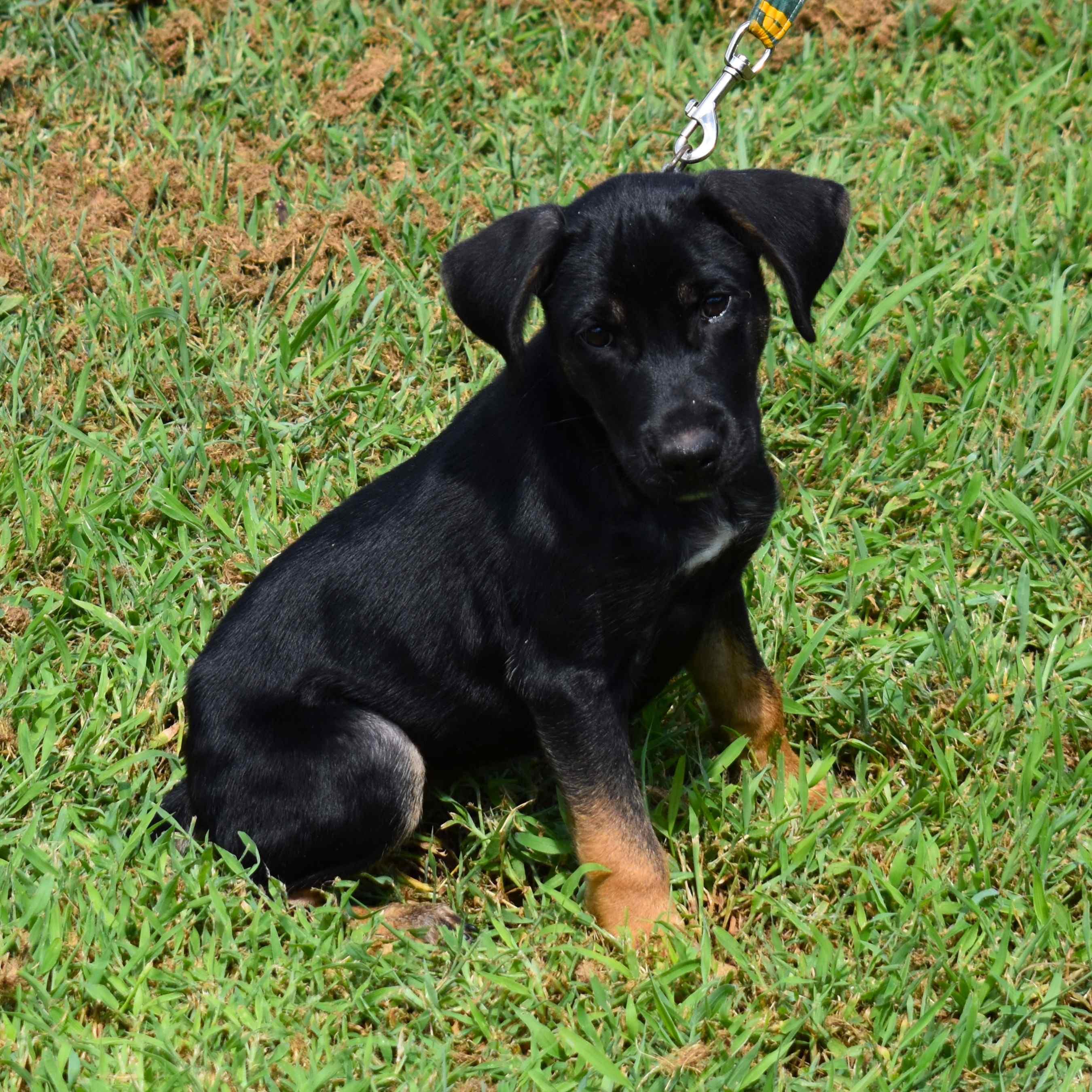 Enlarge Gretchen, a Adopted Mixed Breed in Searcy, AR image 4/6
