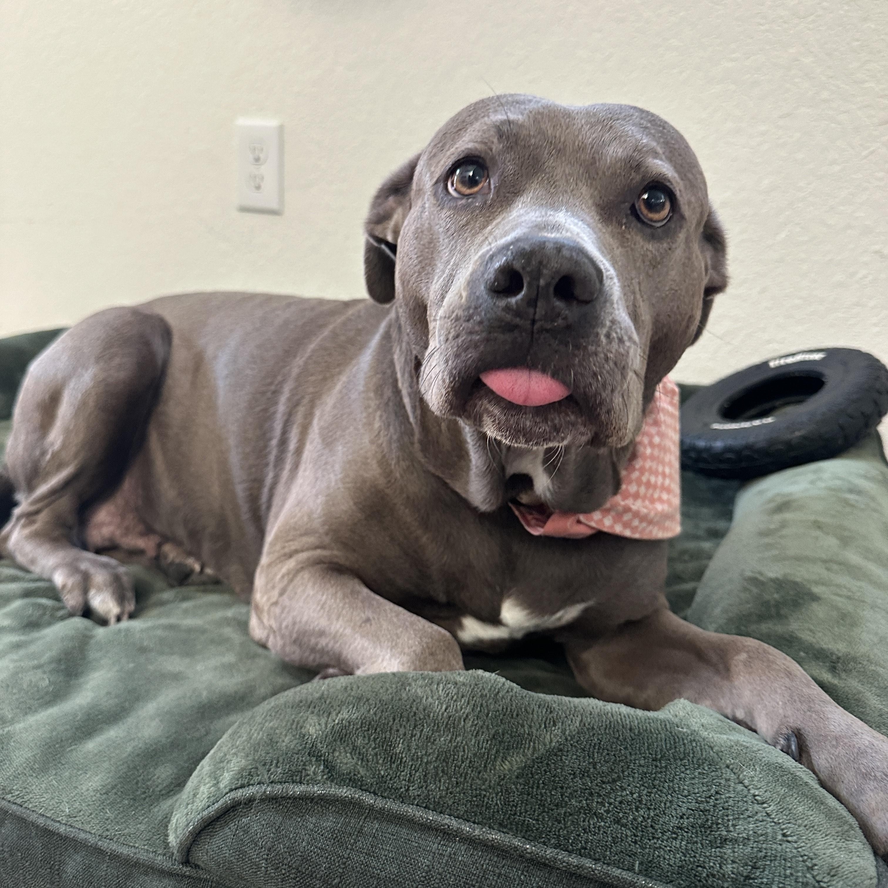 Myla - Courtesy Listing, Adult Female American Staffordshire Terrier