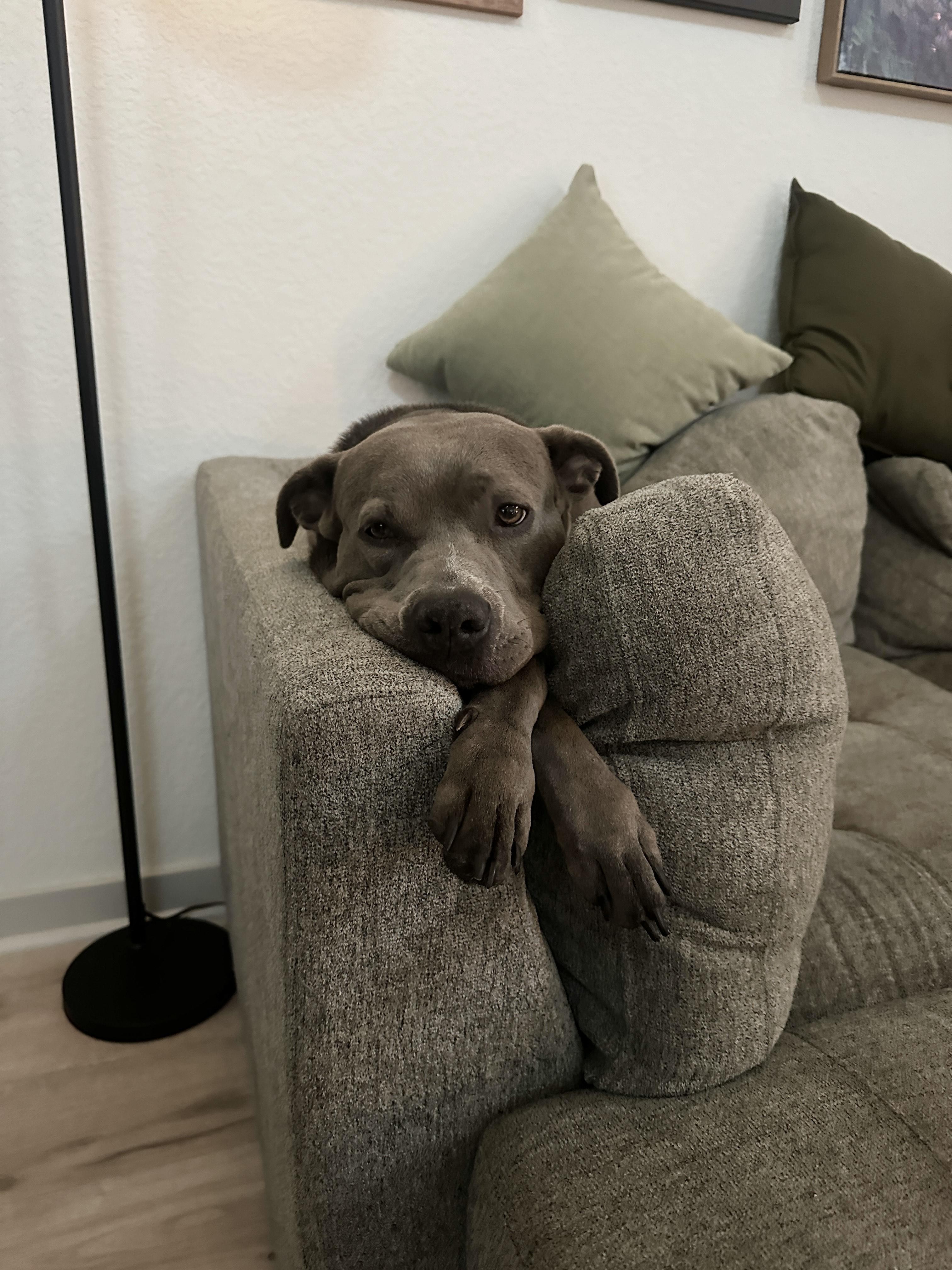 Myla - Courtesy Listing photo 4