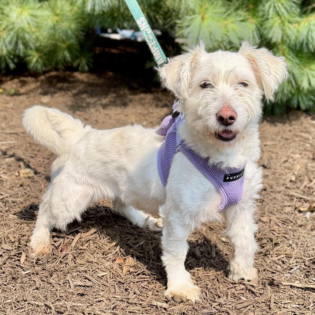 Enlarge Lady, a Adoptable mixed breed in East Hampton, NY image 1/6