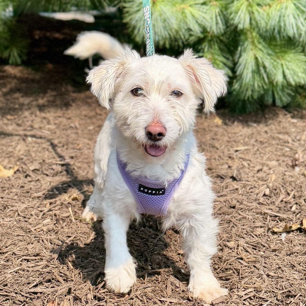 Enlarge Lady, a Adoptable mixed breed in East Hampton, NY image 2/6