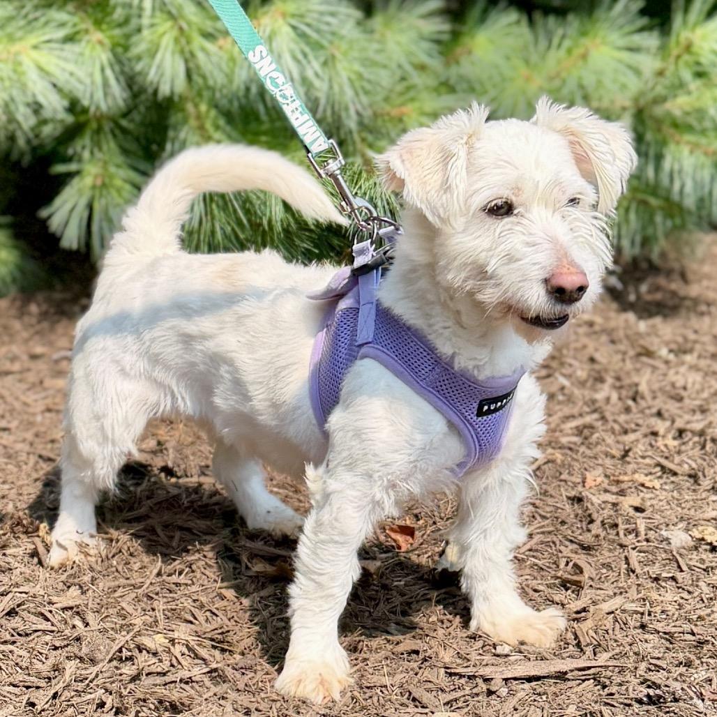 Enlarge Lady, a Adoptable mixed breed in East Hampton, NY image 3/6