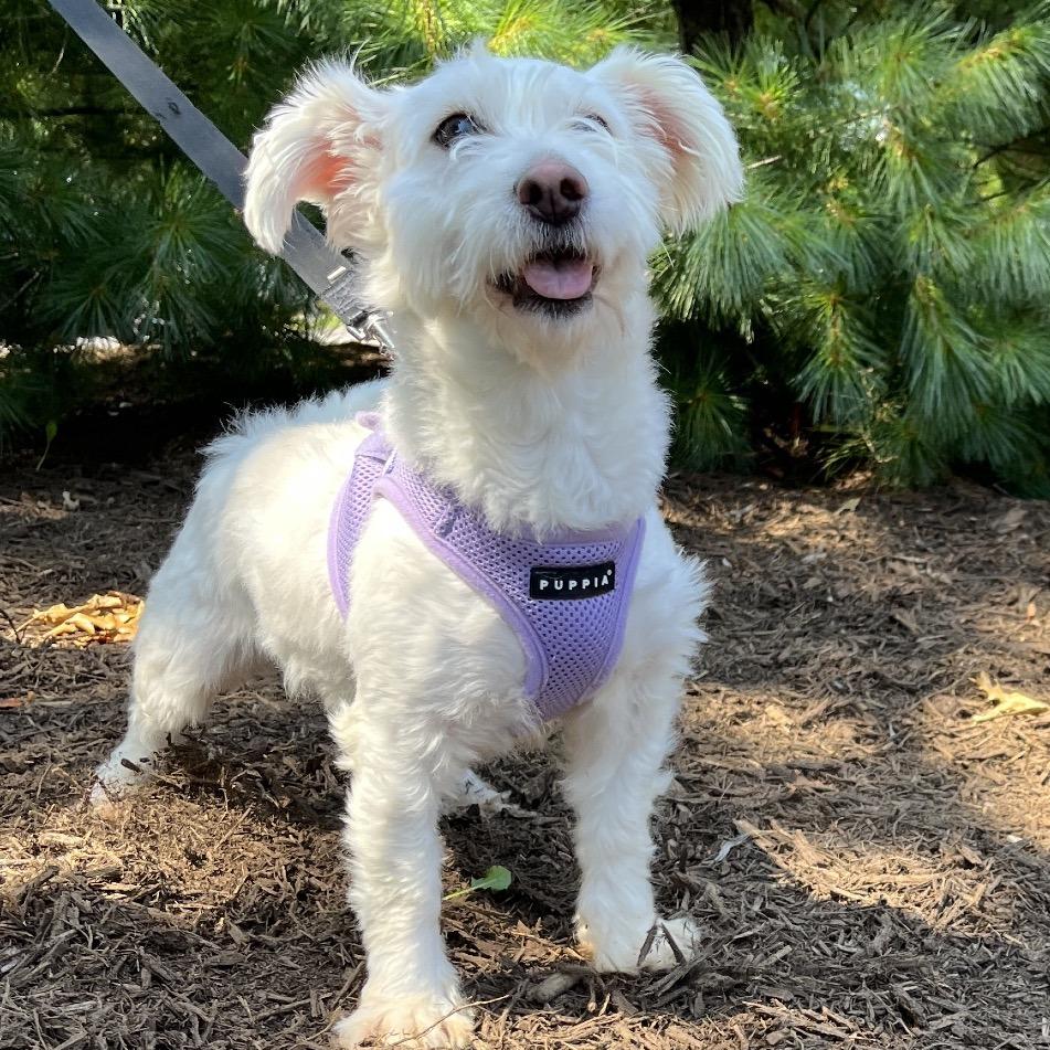 Enlarge Lady, a Adoptable mixed breed in East Hampton, NY image 4/6