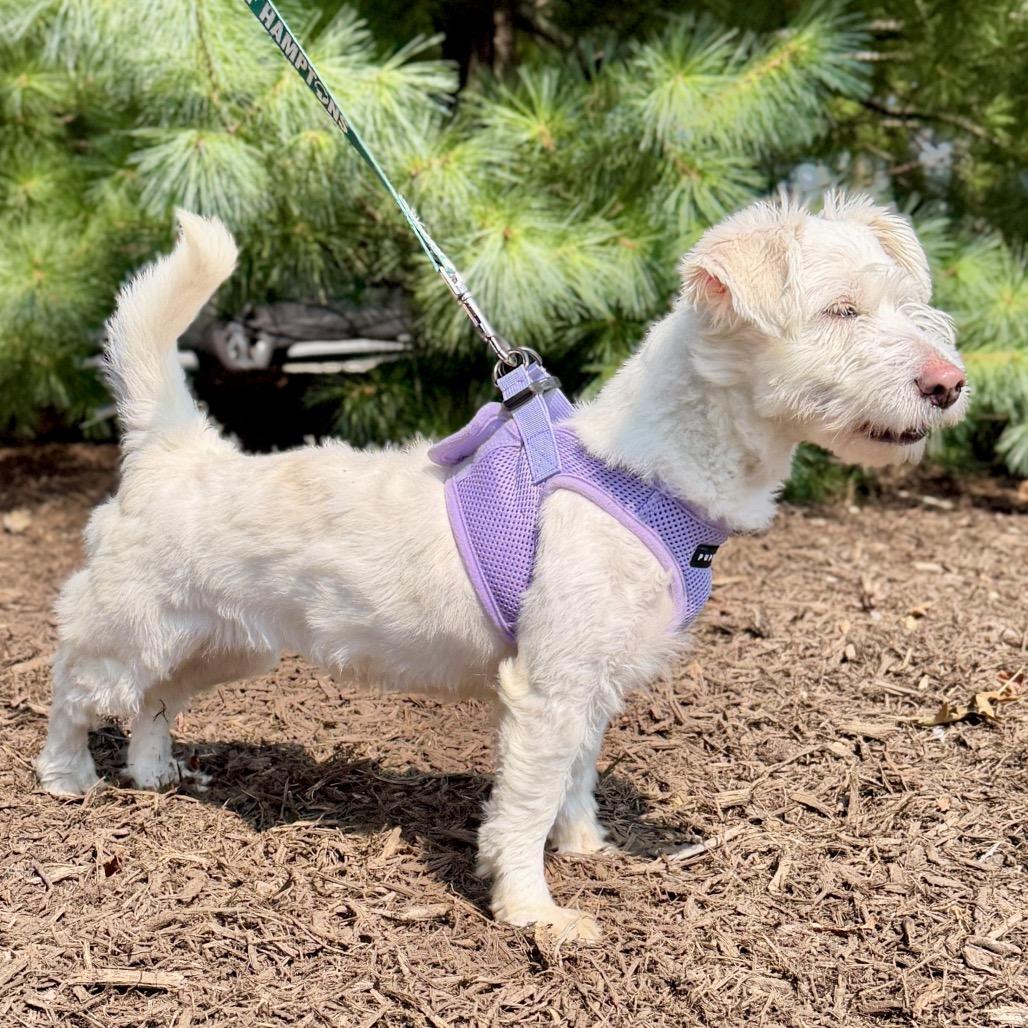 Enlarge Lady, a Adoptable mixed breed in East Hampton, NY image 5/6