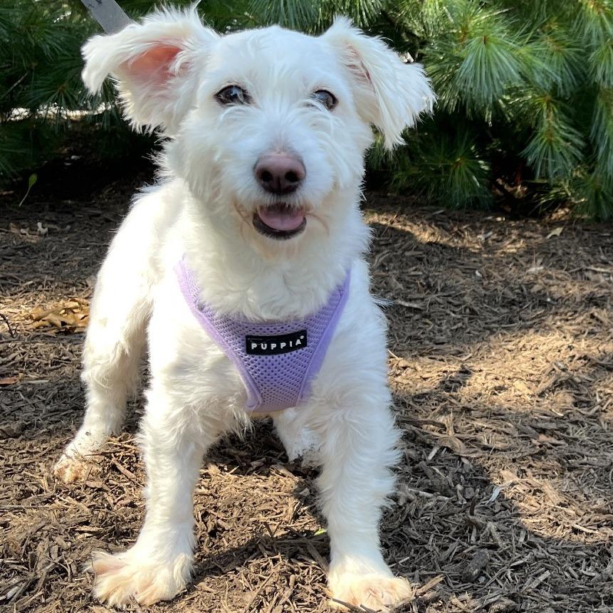 Enlarge Lady, a Adoptable mixed breed in East Hampton, NY image 6/6