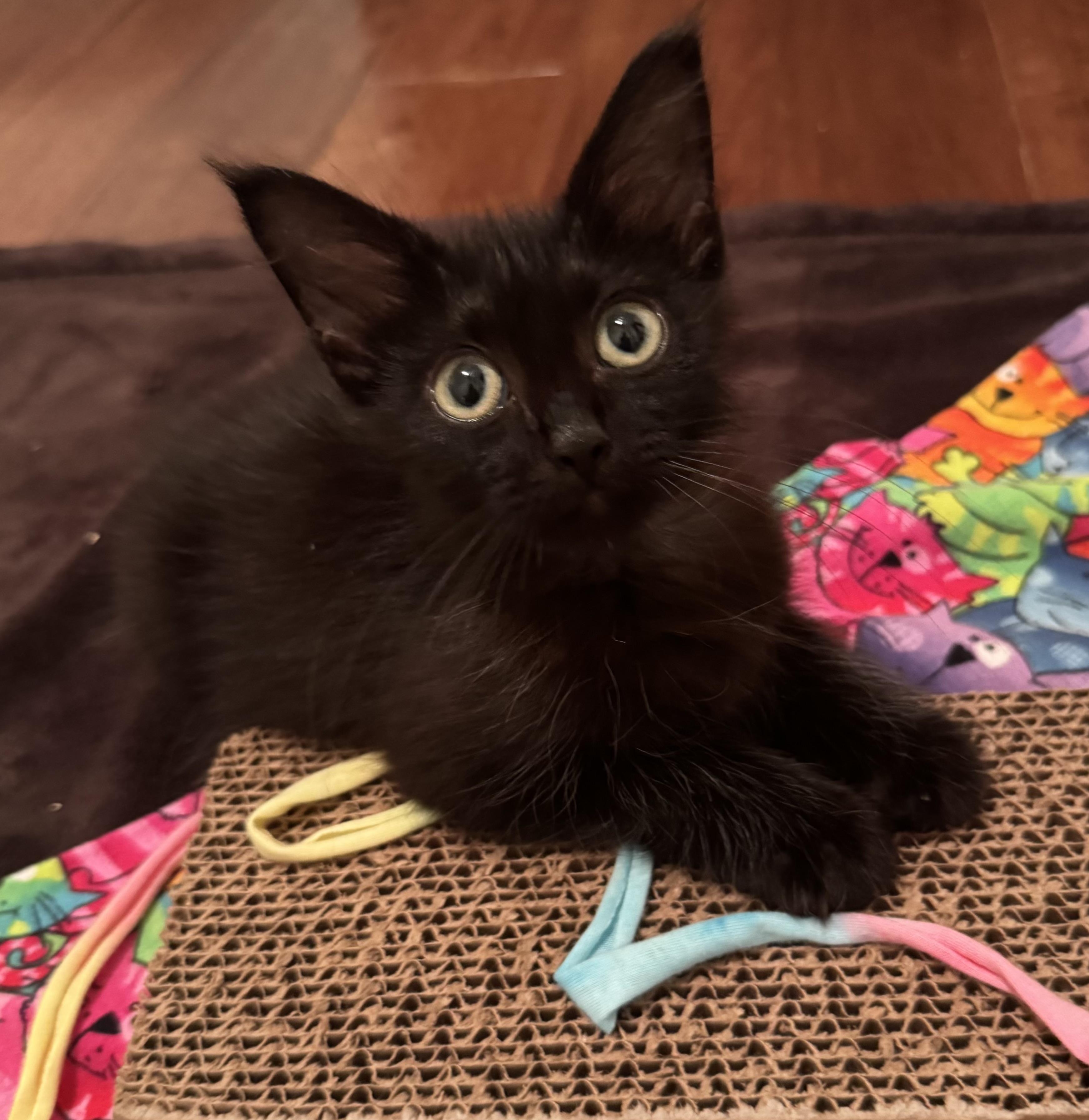 Enlarge Yoda, a ADOPTABLE Domestic Long Hair in New Orleans, LA image 4/6