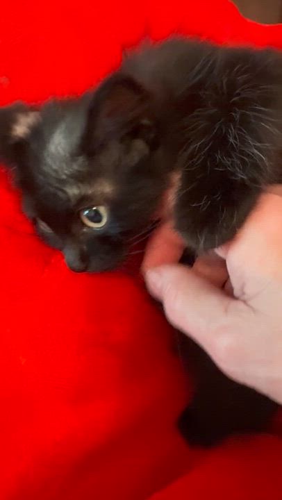 Enlarge Yoda, a ADOPTABLE Domestic Long Hair in New Orleans, LA video 6/6
