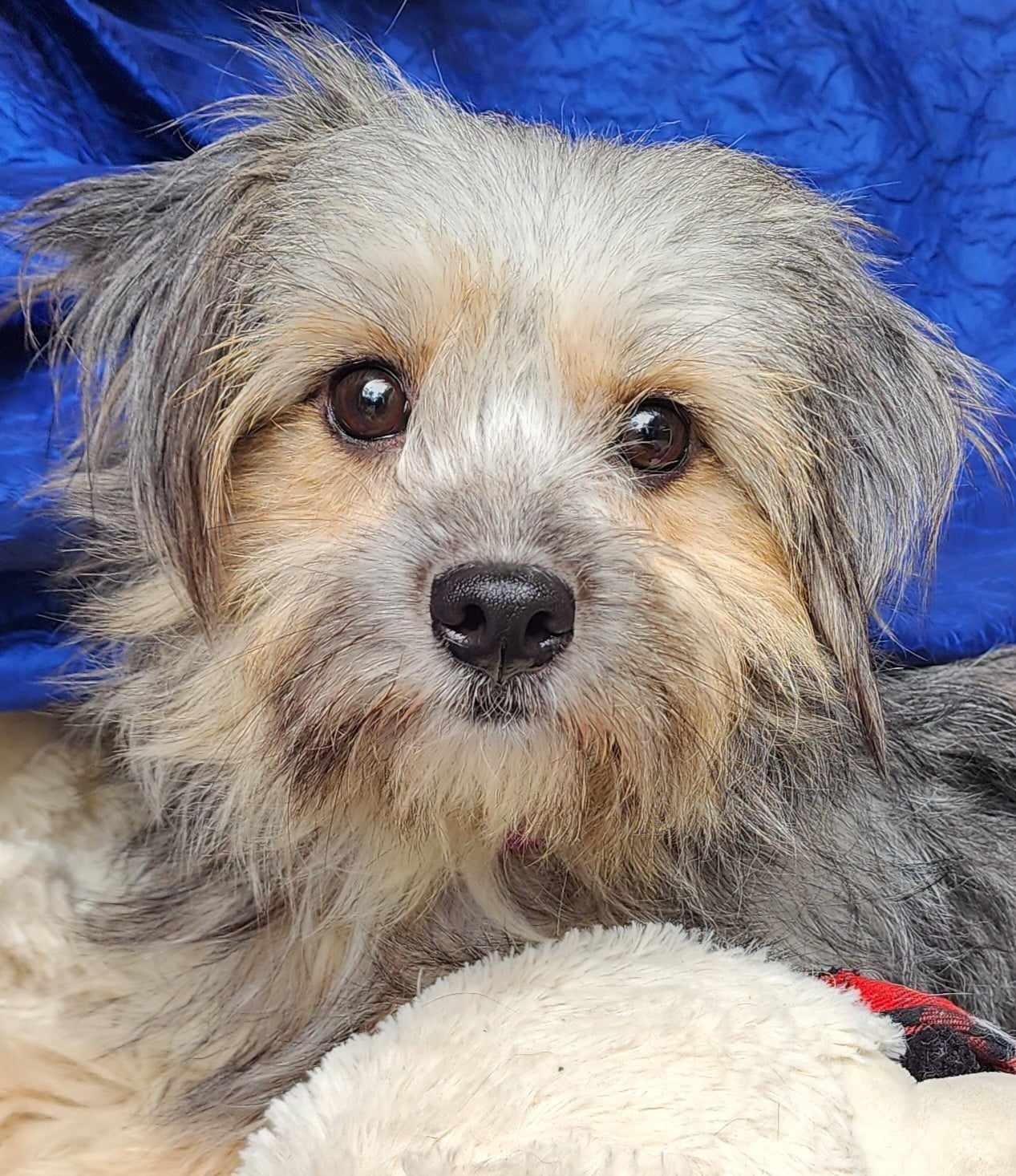 Enlarge Angel Penfield, a Adopted Yorkshire Terrier in Cuba, NY image 1/3