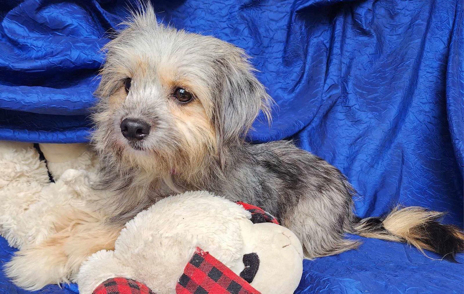 Enlarge Angel Penfield, a Adopted Yorkshire Terrier in Cuba, NY image 2/3