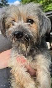 Enlarge Angel Penfield, a Adopted Yorkshire Terrier in Cuba, NY image 3/3