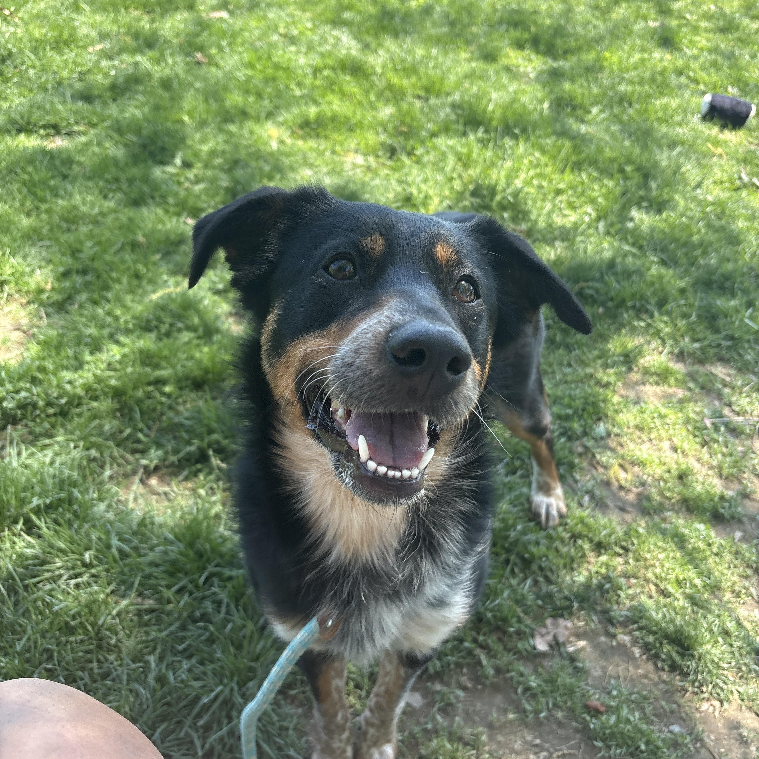 Belina, an adopted mixed breed in Myerstown, PA image 2/6