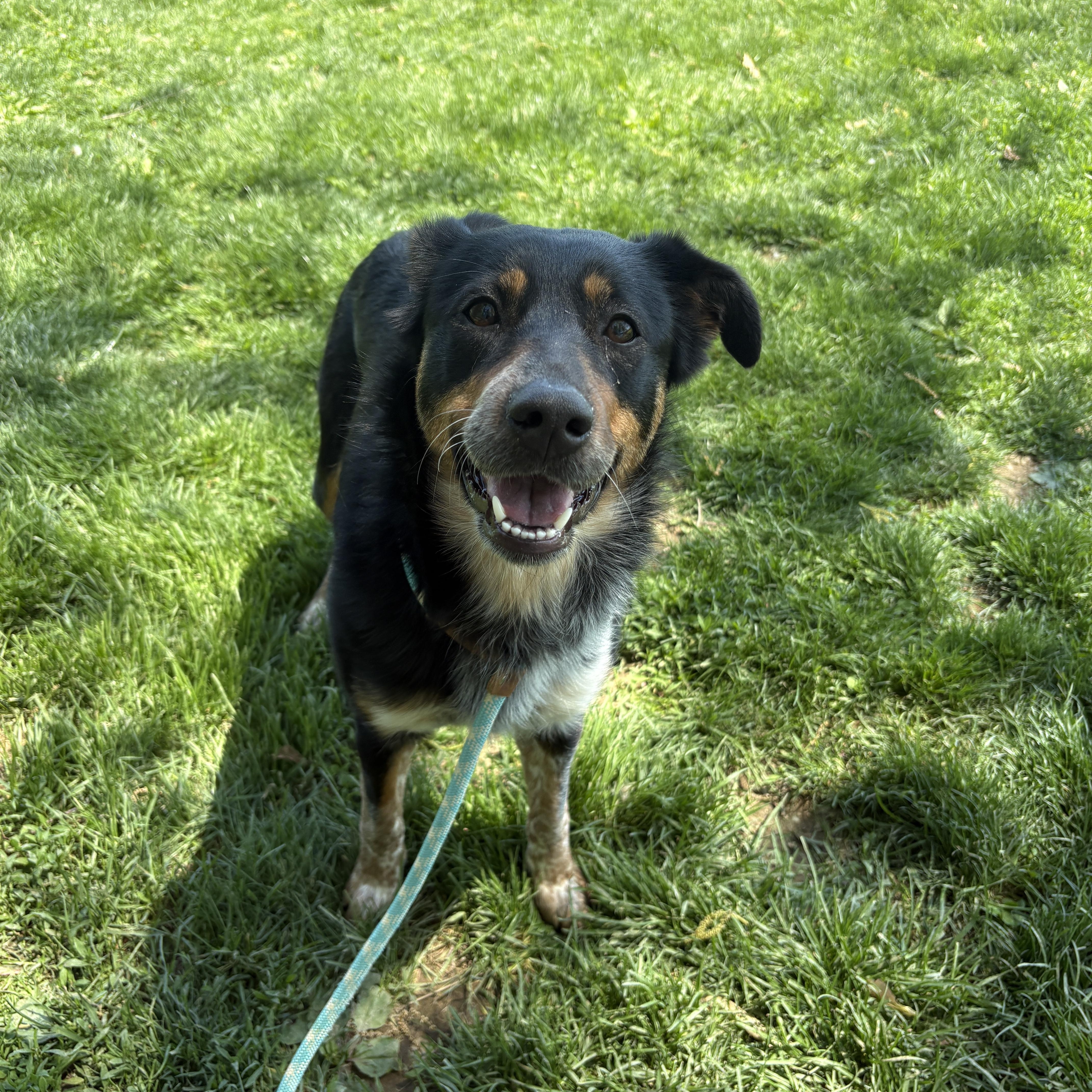 Belina, an adopted mixed breed in Myerstown, PA image 5/6
