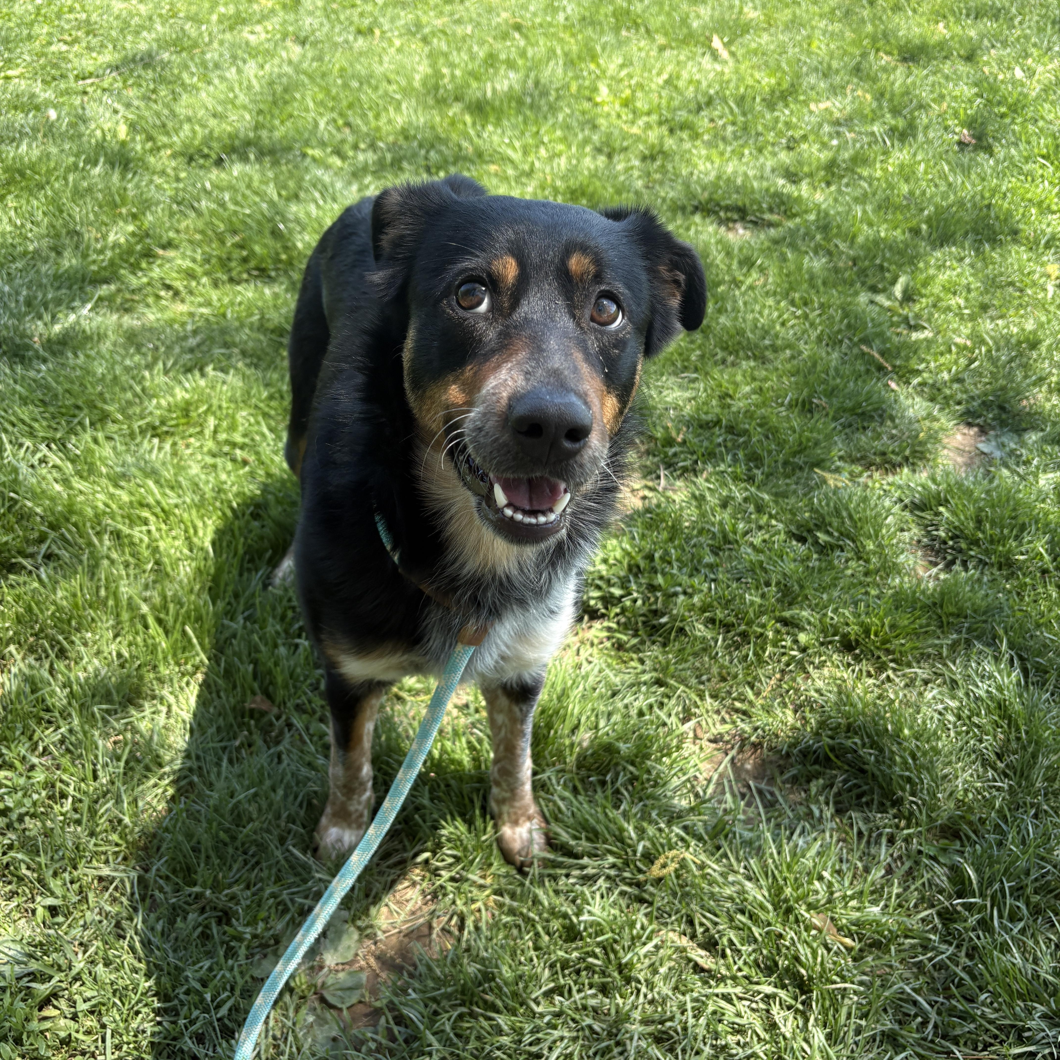 Belina, an adopted mixed breed in Myerstown, PA image 4/6