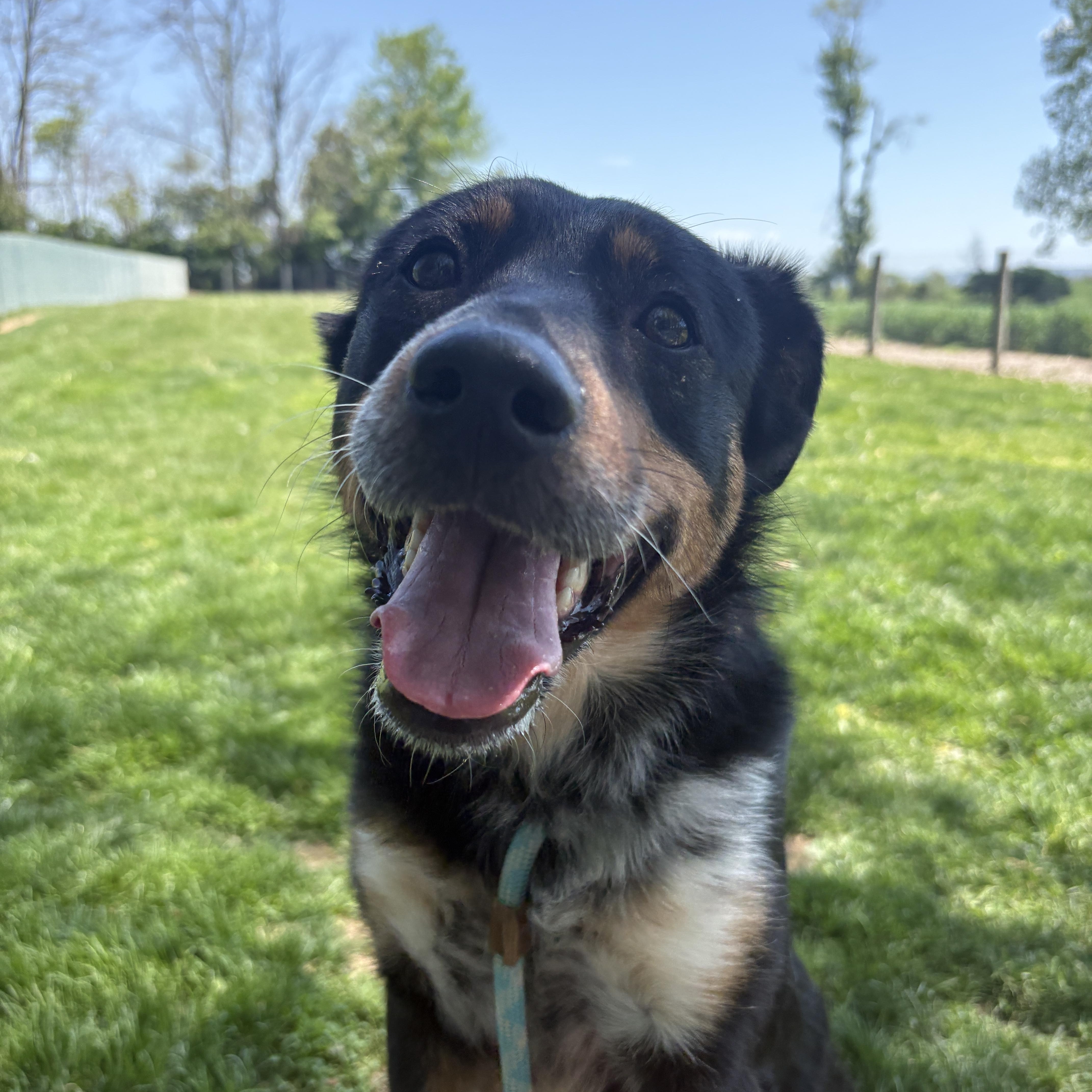 Belina, an adopted mixed breed in Myerstown, PA image 3/6