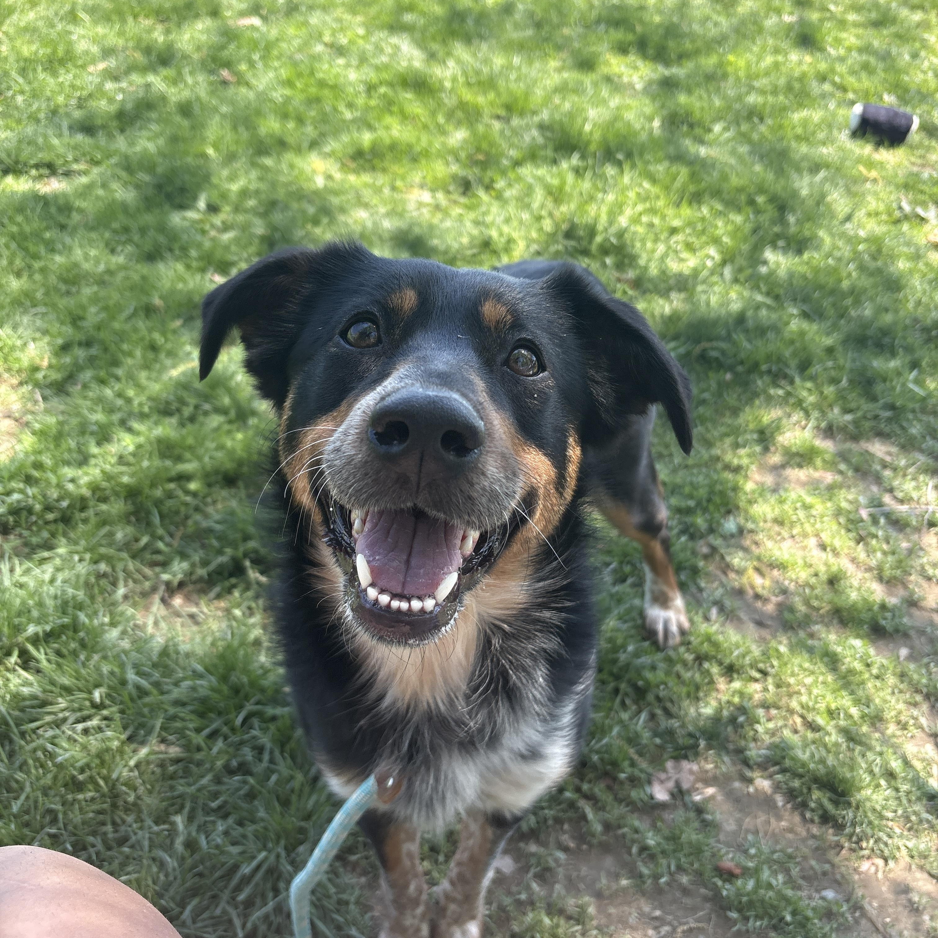 Belina, an adopted mixed breed in Myerstown, PA image 1/6