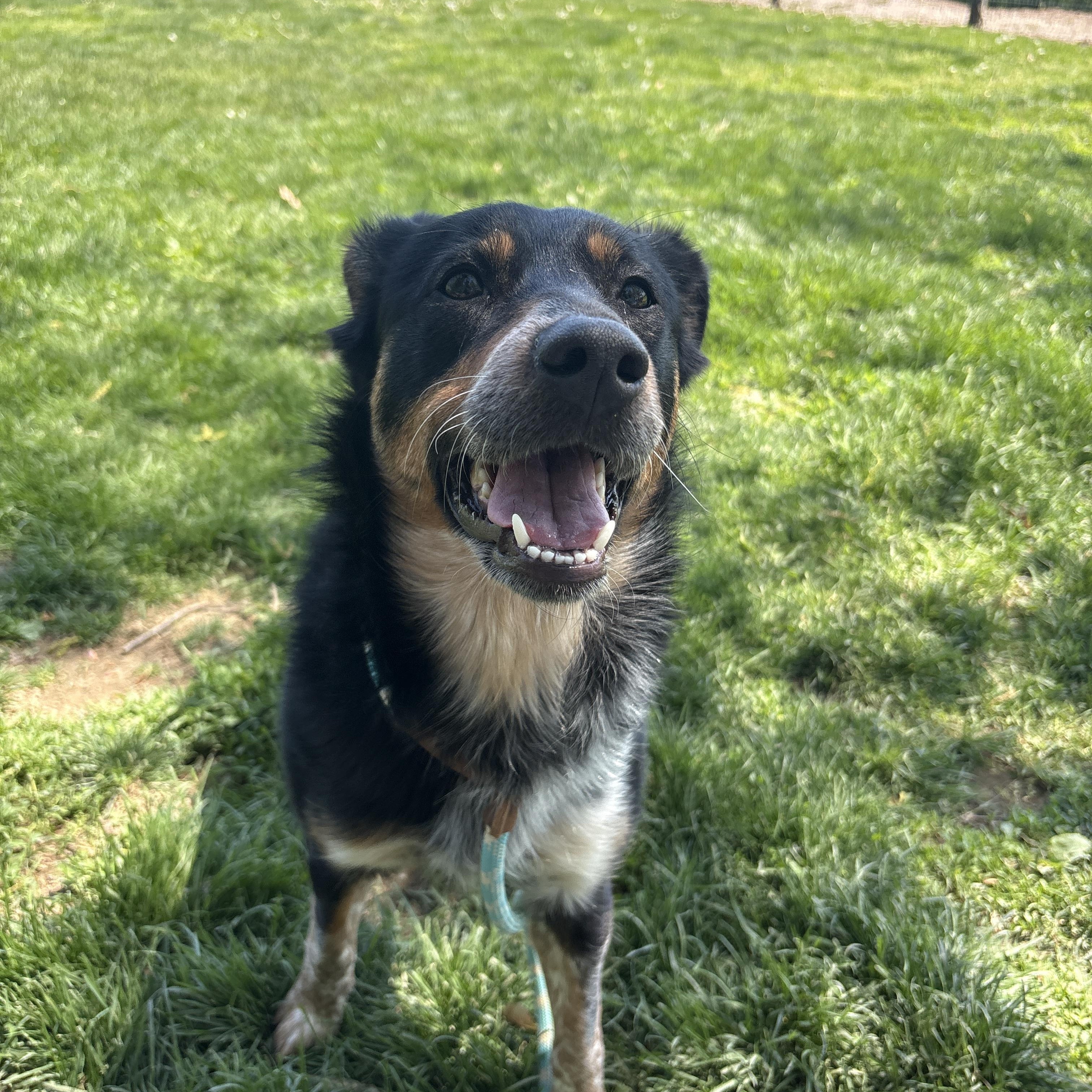 Belina, an adopted mixed breed in Myerstown, PA image 6/6