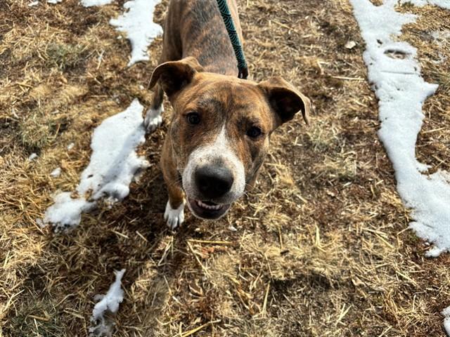 SPAZ, Adoptable, Young Male Pit Bull Terrier & German Shepherd Dog.