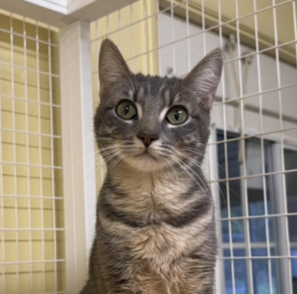 Enlarge Poptart, an adopted Domestic Short Hair in San Luis Obispo, CA image 4/5