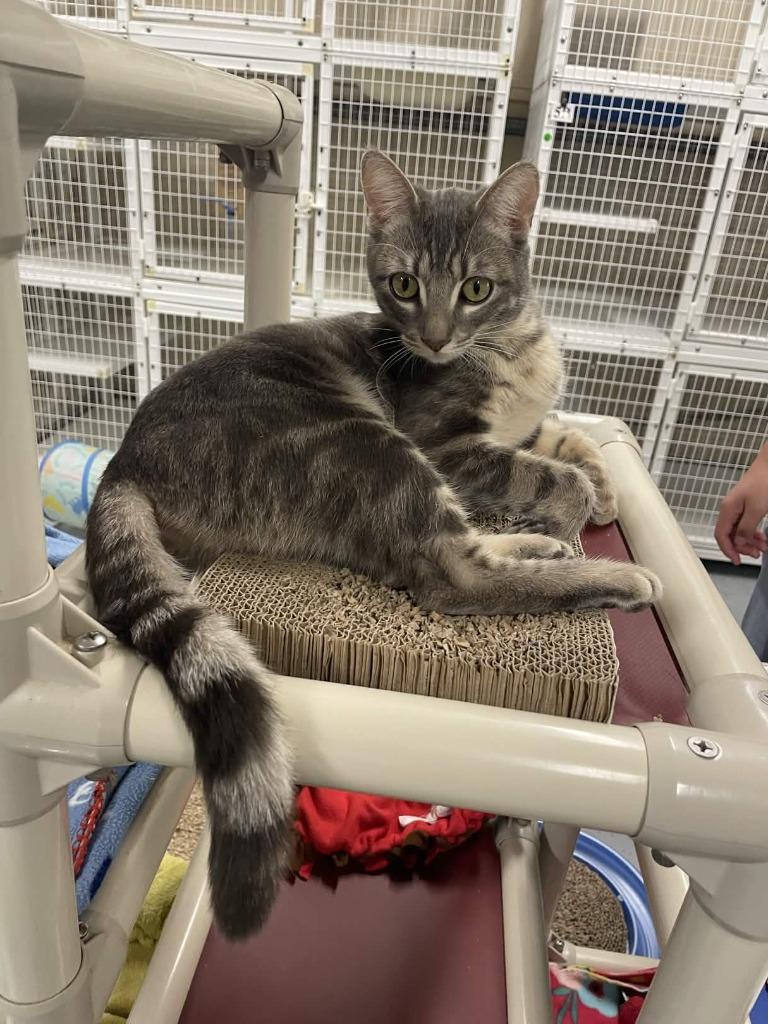 Poptart, adopted, Young Female Domestic Short Hair.