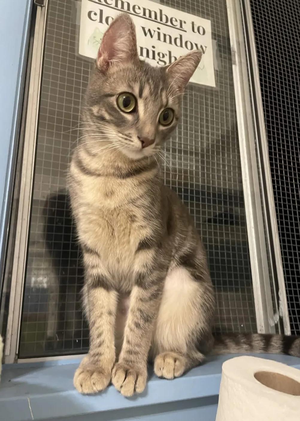 Enlarge Poptart, an adopted Domestic Short Hair in San Luis Obispo, CA image 3/5