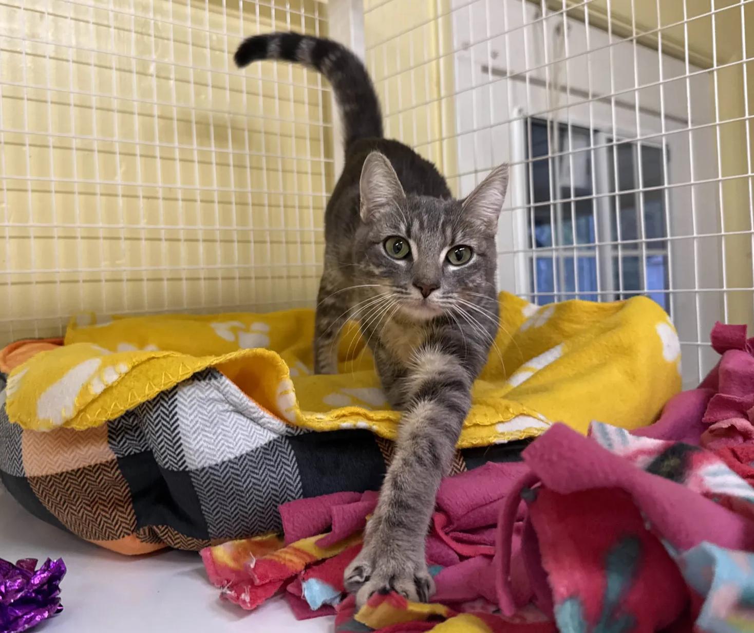 Enlarge Poptart, an adopted Domestic Short Hair in San Luis Obispo, CA image 2/5