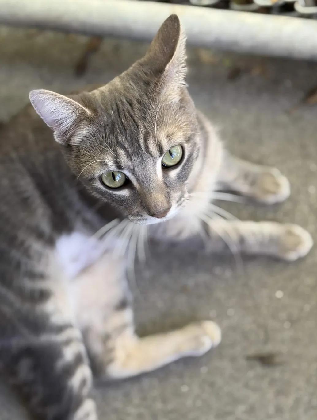 Enlarge Poptart, an adopted Domestic Short Hair in San Luis Obispo, CA image 5/5