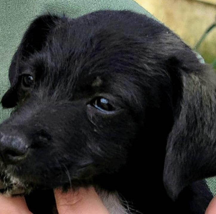 Ellie, Adopted, Adult Female Jack Russell Terrier.