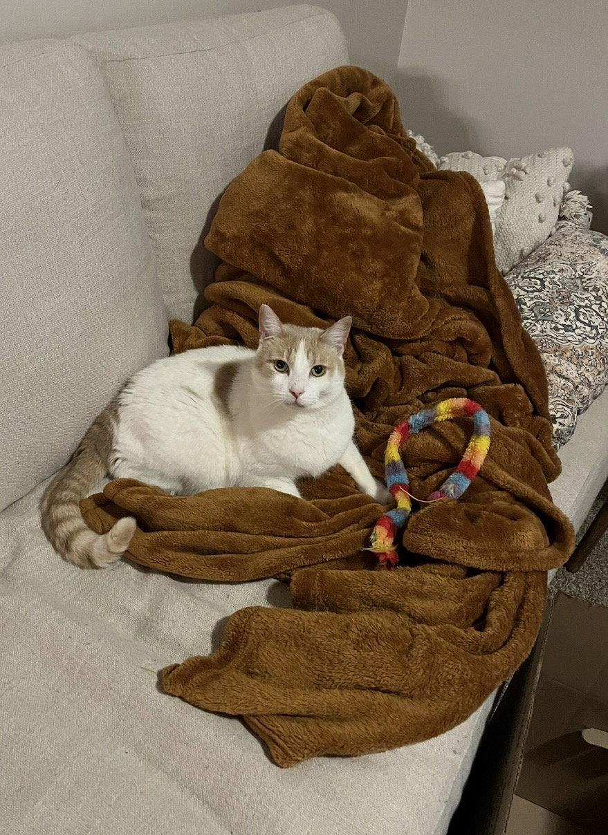 Enlarge Turkish (Courtesy Listing), a Adoptable Domestic Short Hair in Williamsburg, IA image 2/3