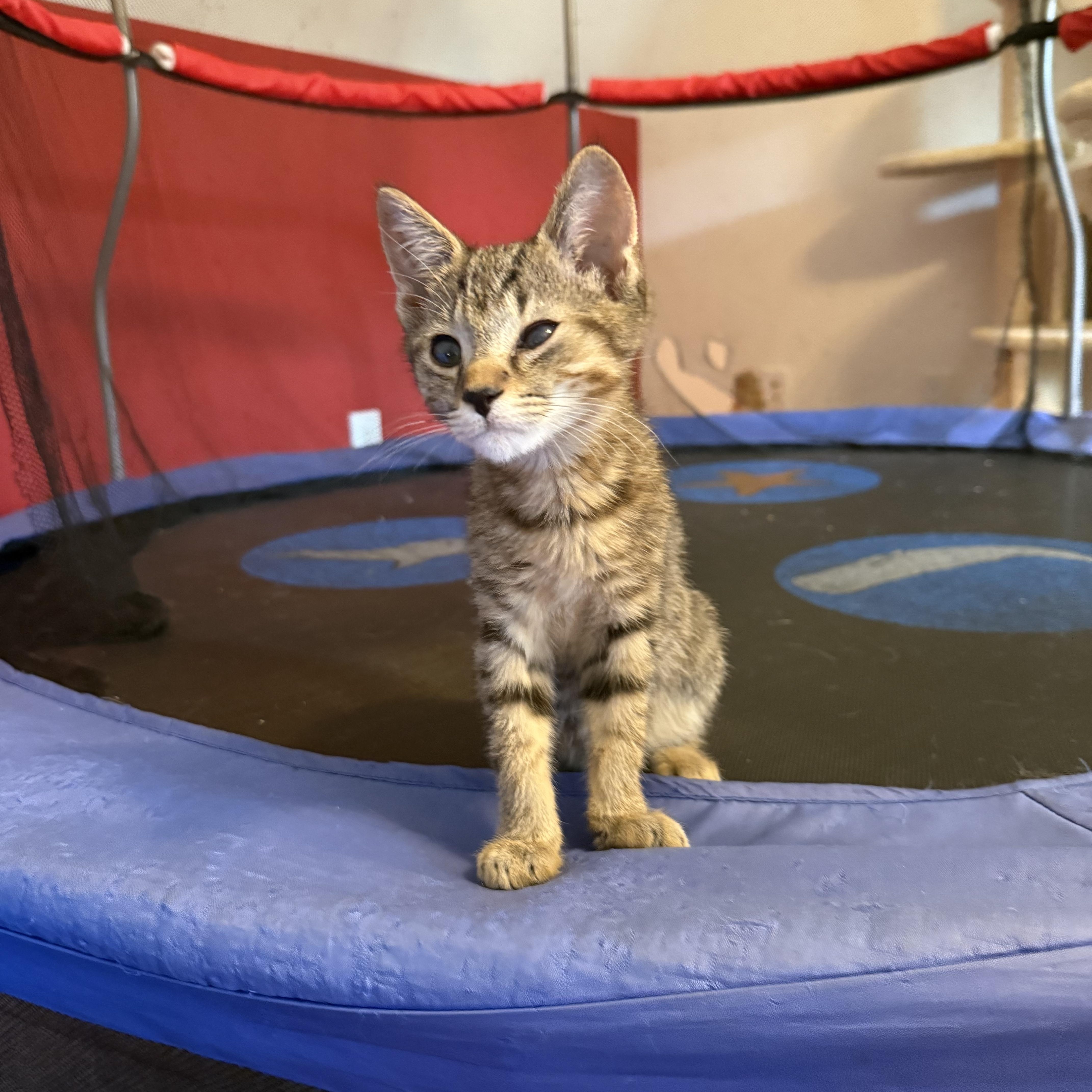 Finny and Maisie, Baby Male Domestic Short Hair