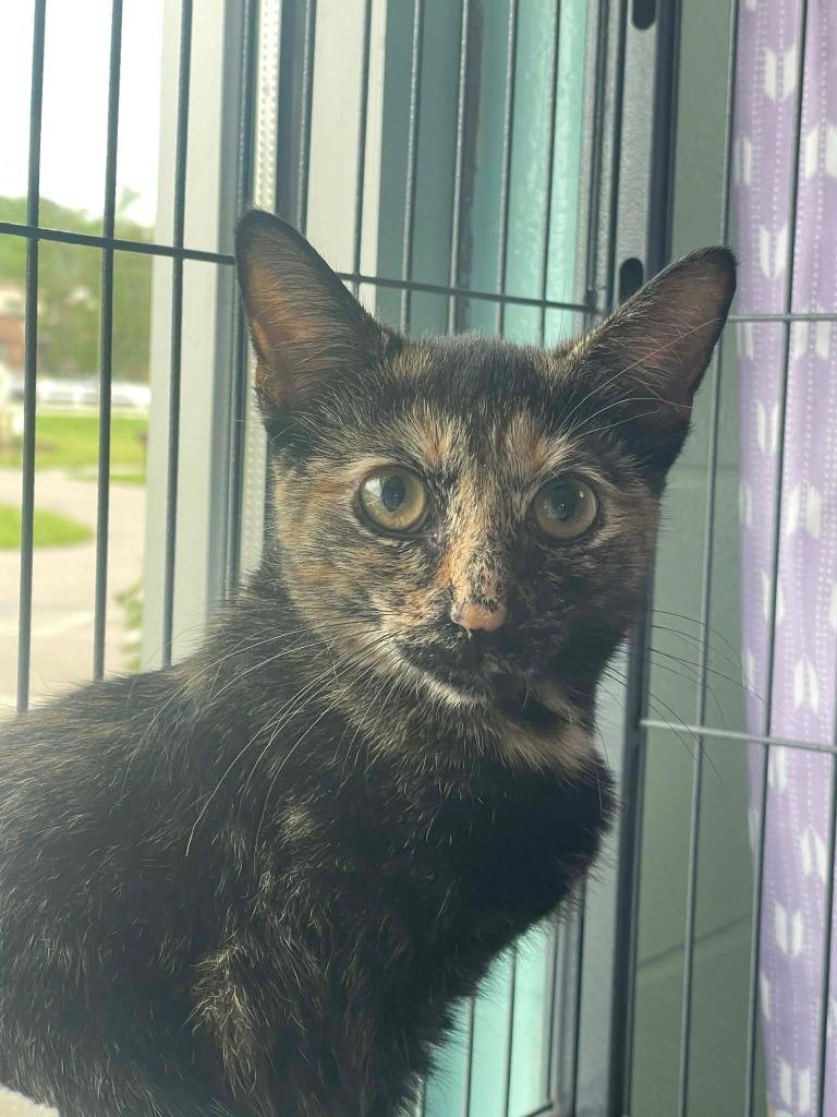 Pixie, a Adoptable mixed breed in Hamilton, OH image 1/2