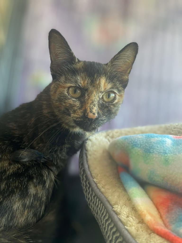Pixie, a Adoptable mixed breed in Hamilton, OH image 2/2