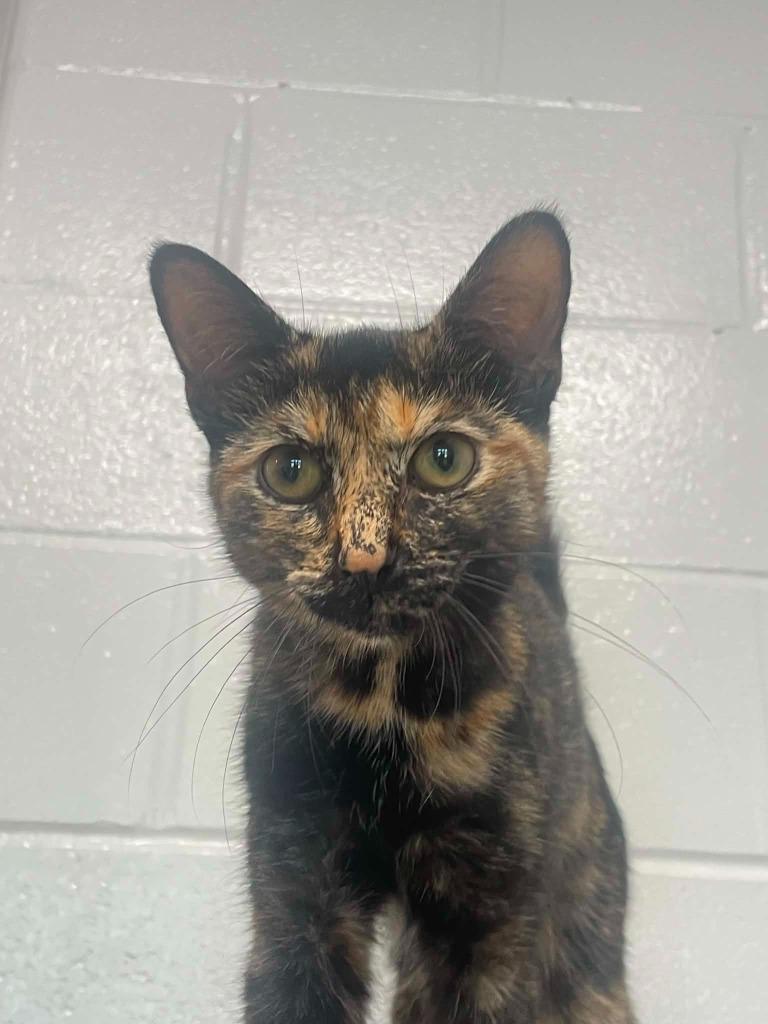 Pixie, a Adoptable mixed breed in Hamilton, OH image 3/3