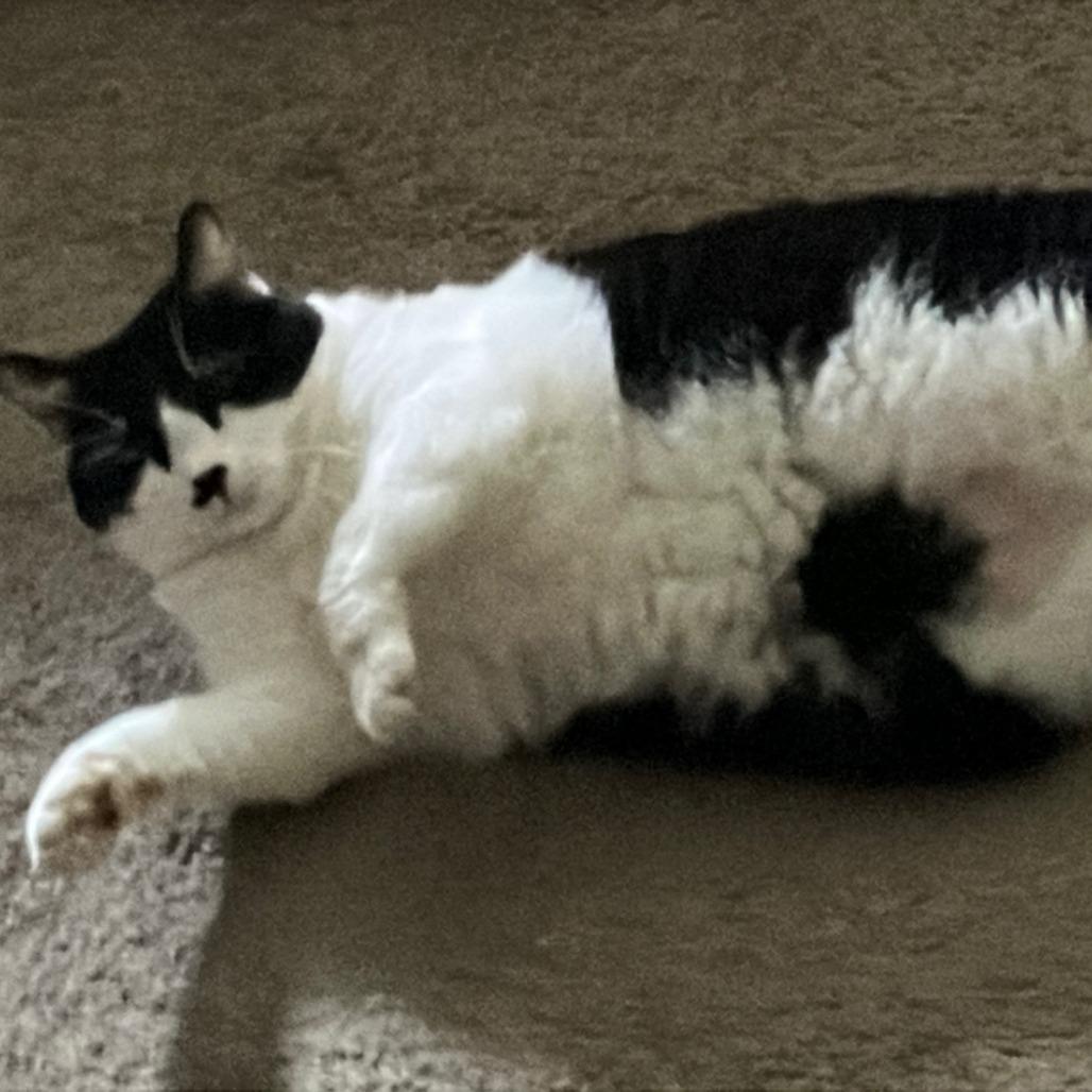 Enlarge Momma, a Adoptable Domestic Medium Hair in Melbourne, KY image 1/1