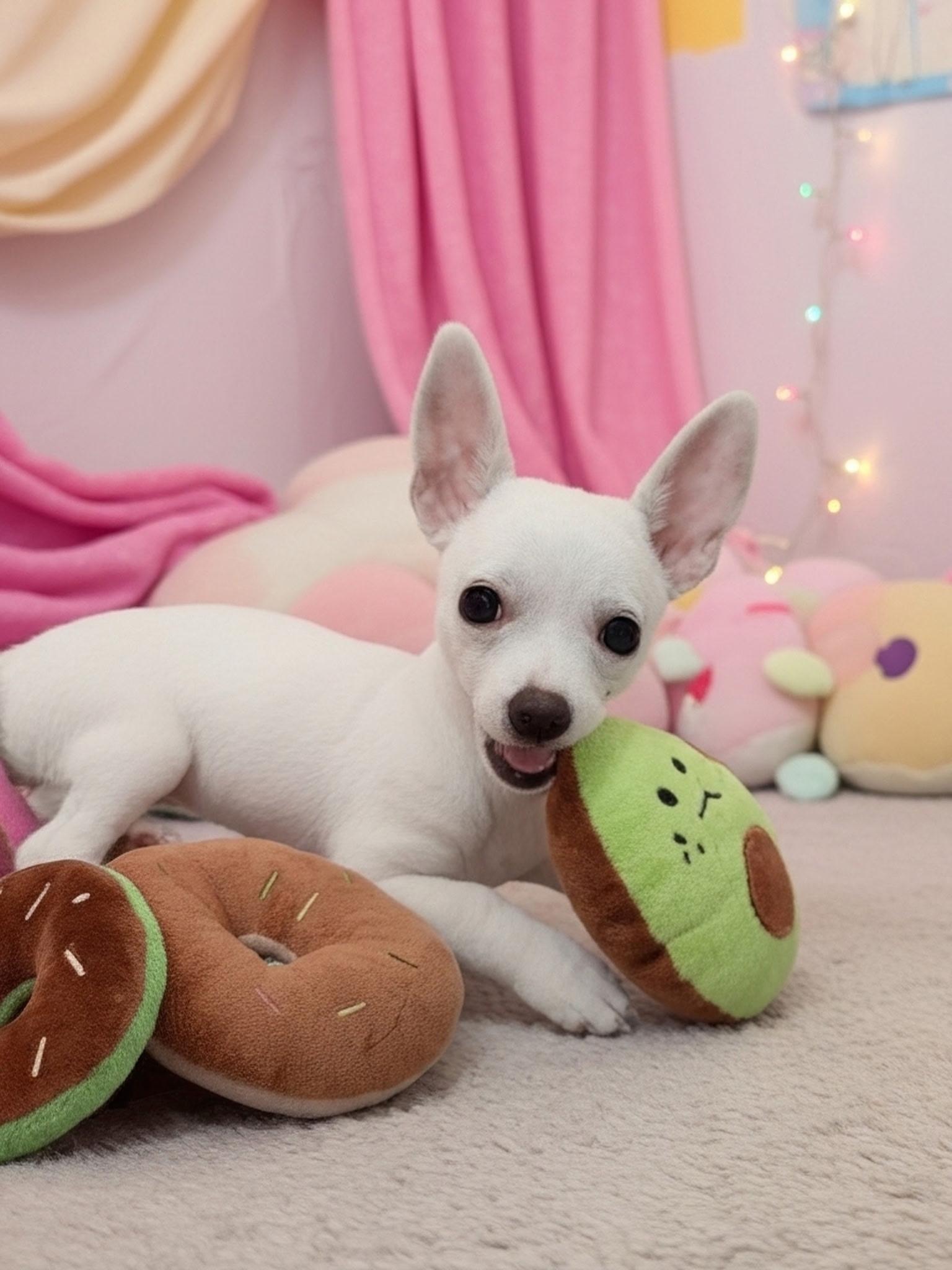 Enlarge Tinker, a ADOPTABLE mixed breed in Gig Harbor, WA image 2/3