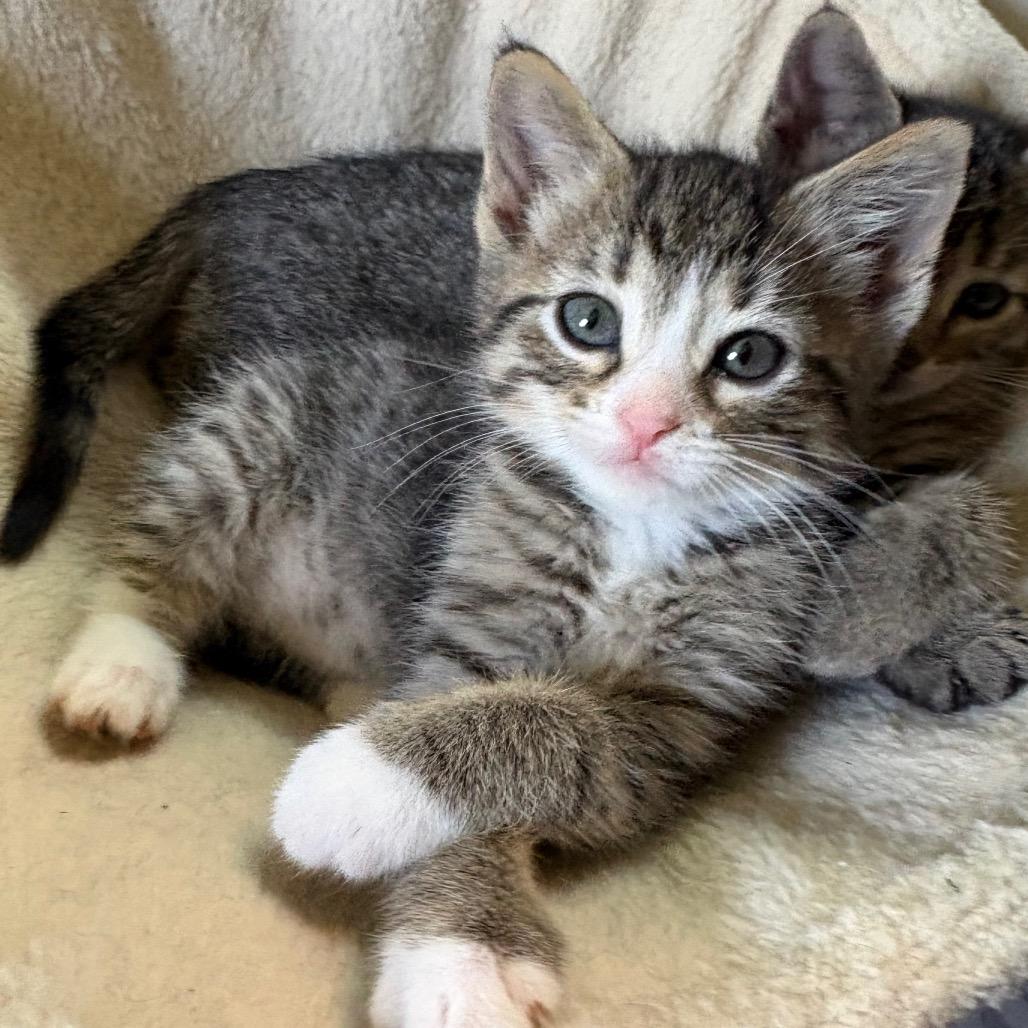 Ariel, an adopted Domestic Short Hair in Crookston, MN image 5/5