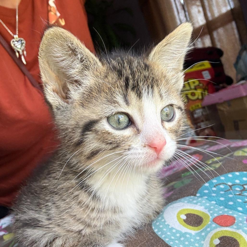 Ariel, an adopted Domestic Short Hair in Crookston, MN image 2/5