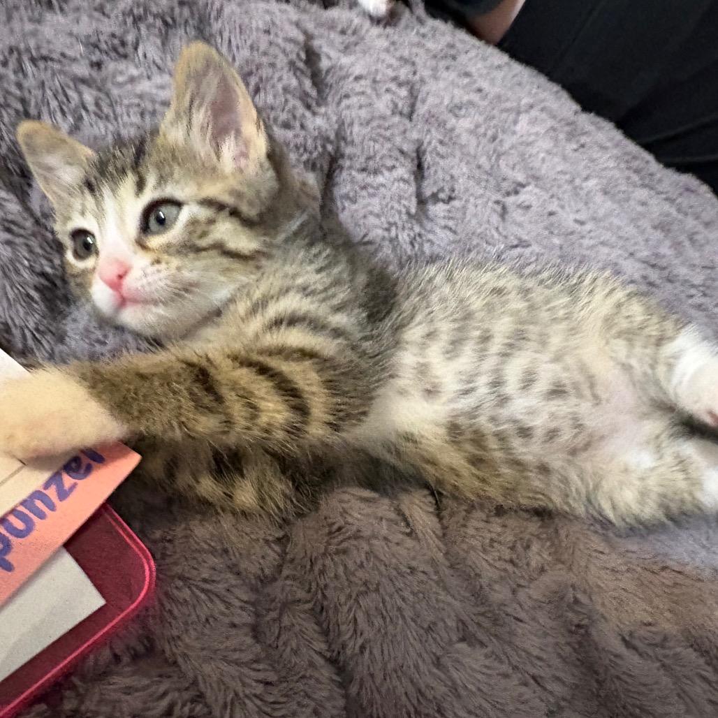 Ariel, an adopted Domestic Short Hair in Crookston, MN image 3/5