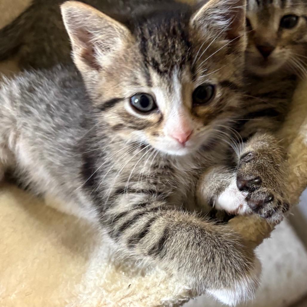 Ariel, an adopted Domestic Short Hair in Crookston, MN image 1/5