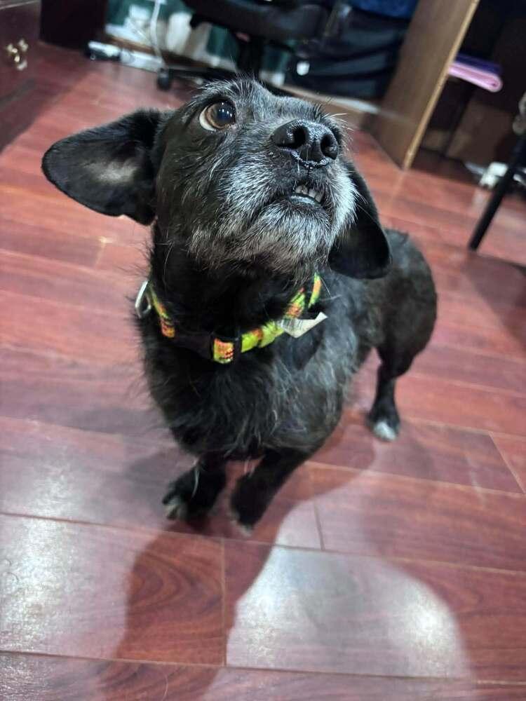 Lil' D, Adoptable, Young Male Terrier & Dachshund.