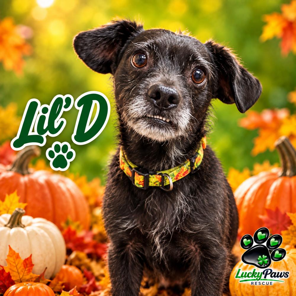Enlarge Lil' D, a Adoptable mixed breed in Sumter, SC image 3/6