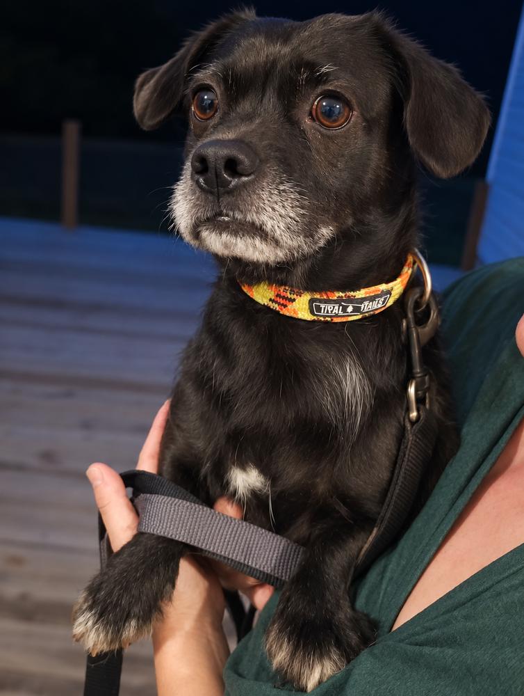 Enlarge Lil' D, a Adoptable mixed breed in Sumter, SC image 4/6