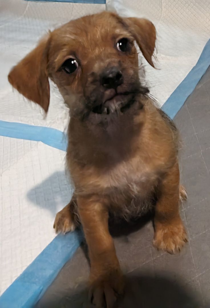 Bubba Kush , a Adopted mixed breed in Saint David, AZ image 1/4