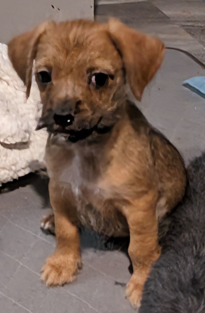 Bubba Kush , a Adopted mixed breed in Saint David, AZ image 2/4