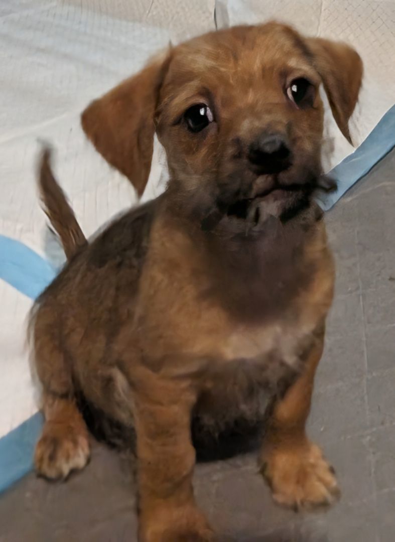 Bubba Kush , a Adopted mixed breed in Saint David, AZ image 3/4