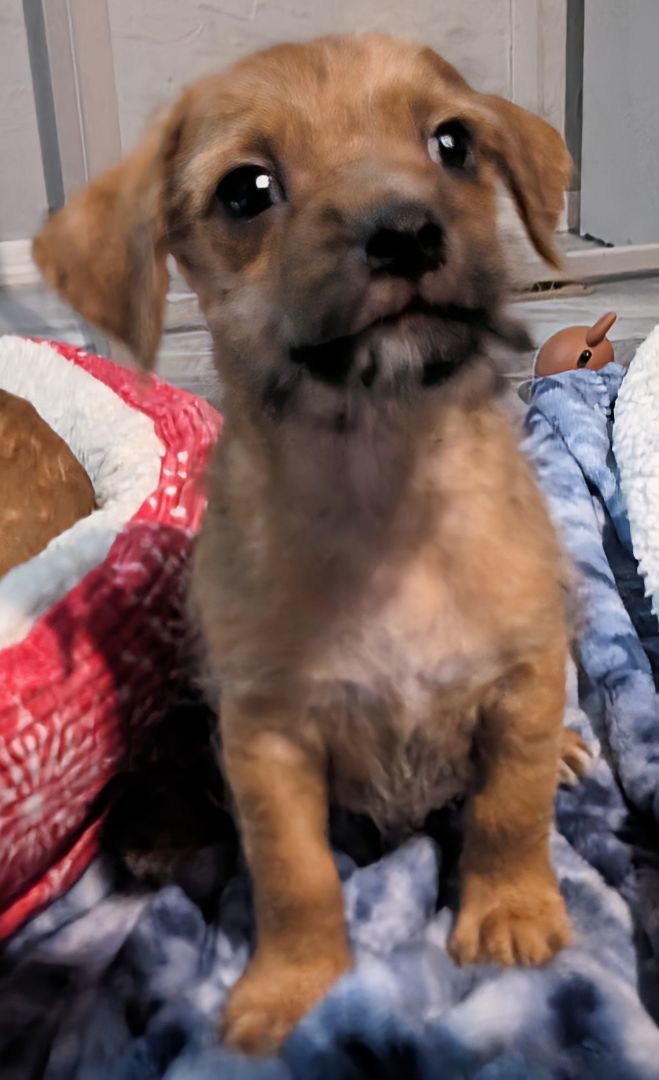 Bubba Kush , a Adopted mixed breed in Saint David, AZ image 4/4